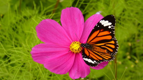 Close-up of butterfly pollinating on flower