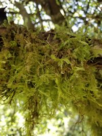 Close-up of plants growing on tree