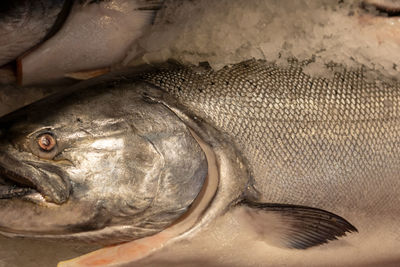 Close-up of fish for sale