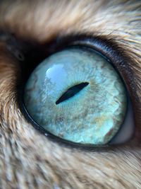 Extreme close-up of animal eye