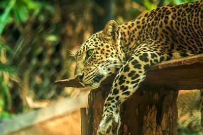 Close-up of leopard