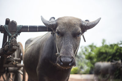 Close-up of cow