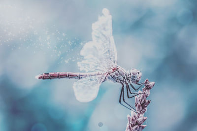 Close-up of dragonfly on plant