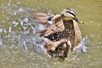 Duck in a lake