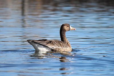 Birds in calm water