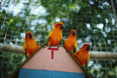 View of parrot perching on tree