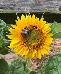 Close-up of bee on sunflower