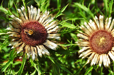 Close-up of flowering plant