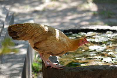 Close-up of a bird