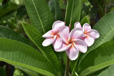 Close-up of pink flowering plant leaves