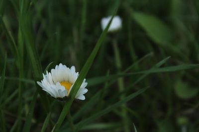 Close-up of white flower blooming outdoors