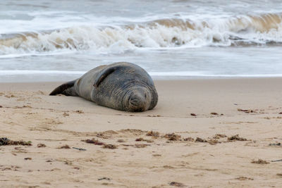 View of crab on beach