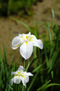 Close-up of white flowering plant in field