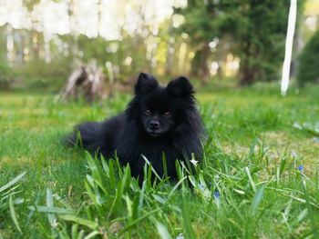 Dog on grassy field