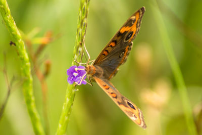 Close-up of butterfly pollinating on purple flower