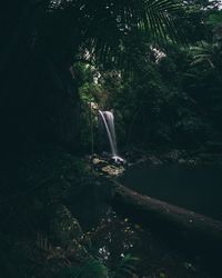 Scenic view of waterfall in forest