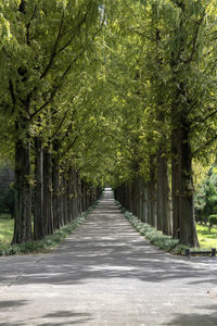 Road amidst meta sequoia trees in forest