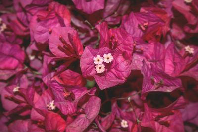 Close-up of pink flower