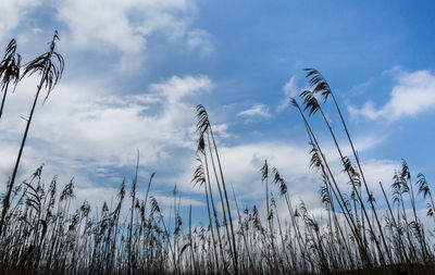 Low angle view of sky