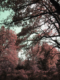 Low angle view of cherry blossom trees in forest