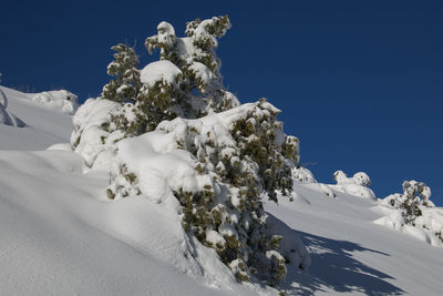 Low angle view of snowcapped tree against clear blue sky