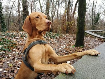 Close-up of dog in forest