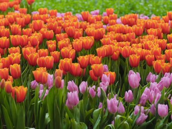 Close-up of fresh purple tulips in field