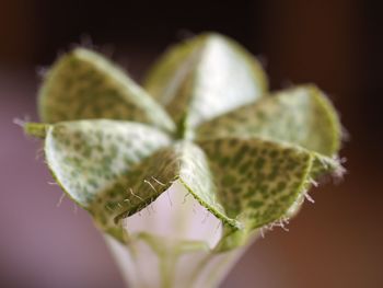 Detail shot of plant against blurred background