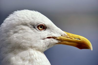 Close-up of seagull