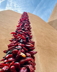 Close-up of red berries on land