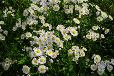 Close-up of yellow flowers blooming outdoors