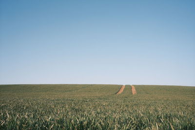 Scenic view of agricultural field against clear sky