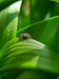 Close-up of insect on leaf