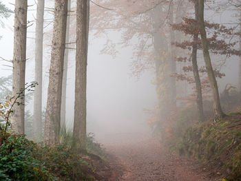 Trees in forest during foggy weather