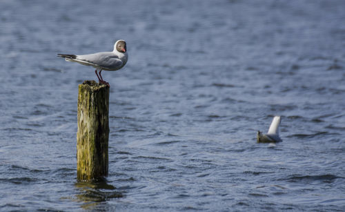 Seagull perching on water