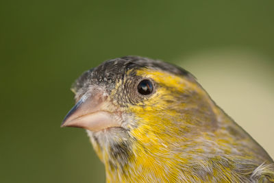 Close-up of a bird looking away