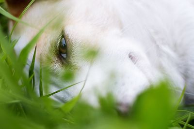 Close-up portrait of dog outdoors