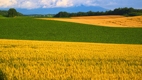 Beautiful rural landscape in biei, hill town