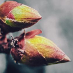 Close-up of fruit