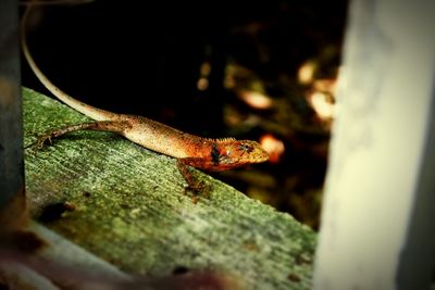 Close-up of a lizard on tree