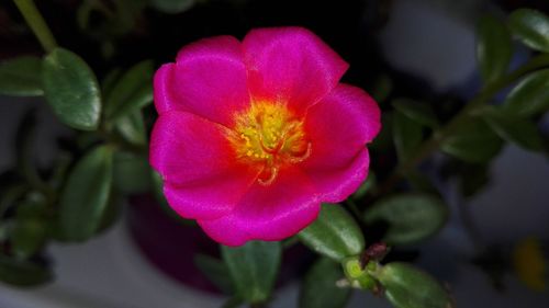 Close-up of pink flower blooming outdoors