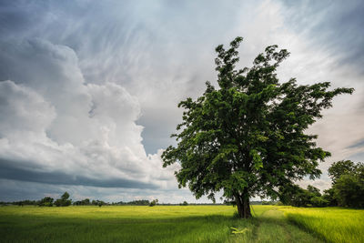 Tree on field against sky