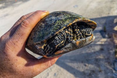 Close-up of a turtle that i rescued from a 6m deep waterhole in a construction site