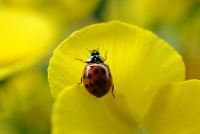 Close-up of insect on yellow flower
