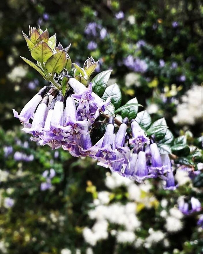 flowering plant, flower, plant, vulnerability, fragility, freshness, purple, growth, beauty in nature, petal, nature, day, flower head, close-up, no people, focus on foreground, inflorescence, selective focus, botany, insect, outdoors, springtime, lavender, lilac, pollination