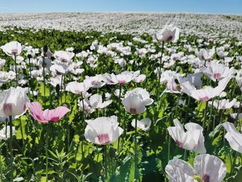 Close-up of white flowering plants on field