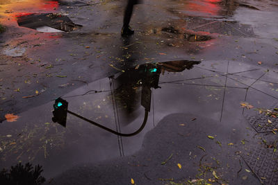 Reflection of trees in puddle