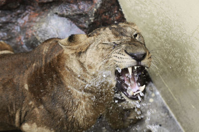 Lion in zoo