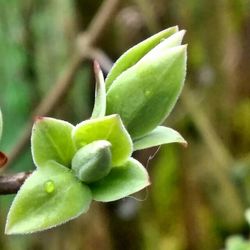 Close-up of leaves