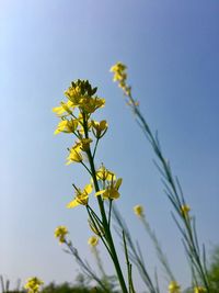 Low angle view of yellow flowering plant against clear sky